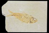 Bargain, Fossil Fish (Knightia) - Wyoming #126033-1